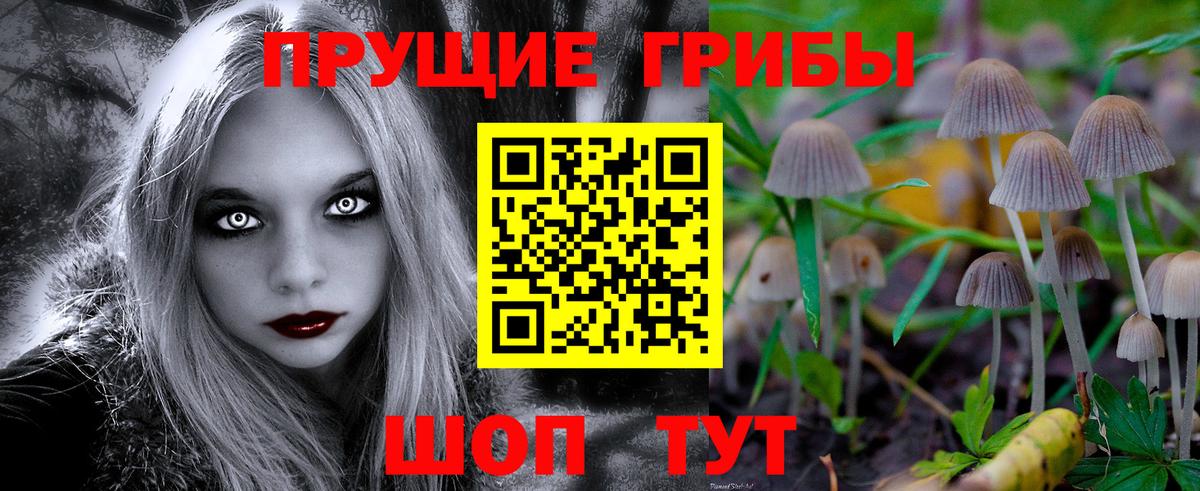 Псилоцибиновые грибы Psilocybe Кандалакша